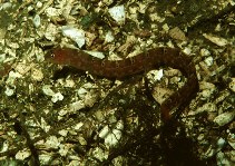 Image of Pholis clemensi (Longfin gunnel)