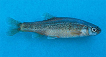 Image of Phoxinellus dalmaticus 