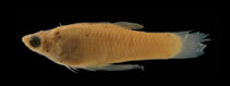 Image of Phalloceros enneaktinos (Nine ray toothcarp)