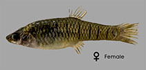 Image of Phalloptychus januarius (January toothcarp)
