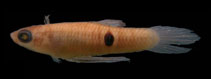 Image of Phalloceros ocellatus (Prado toothcarp)