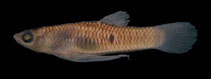 Image of Phalloceros pellos (Antonina toothcarp)