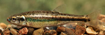 Image of Phoxinus phoxinus (Eurasian minnow)