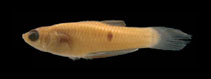 Image of Phalloceros titthos (Breast toothcarp)