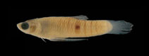 Image of Phalloceros uai (One spot toothcarp)