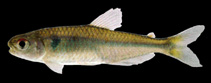 Image of Piabina argentea 