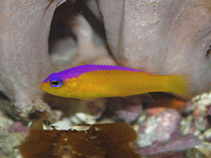 Image of Pictichromis diadema (Diadem dottyback)