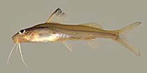 Image of Pimelodella macturki 