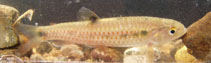 Image of Piabucina panamensis 