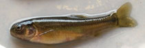 Image of Pimephales promelas (Fathead minnow)