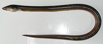 Image of Ophichthus sangjuensis (Korean Snake eel)