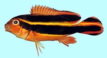 Image of Plectorhinchus albovittatus (Two-striped sweetlips)