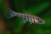 Image of Plesiolebias altamira 