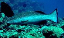 Image of Plectropomus areolatus (Squaretail coralgrouper)