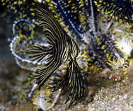 Image of Platax batavianus (Humpback batfish)