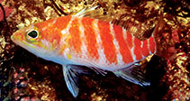 Image of Plectranthias bennetti (Bennett’s perchlet)