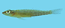 Image of Pleurosicya bilobata (Bilobed ghost goby)