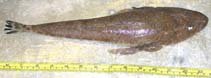 Image of Platycephalus caeruleopunctatus (Blue-spotted flathead)