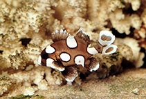 Image of Plectorhinchus chaetodonoides (Harlequin sweetlips)