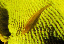 Image of Pleurosicya elongata (Cling goby)