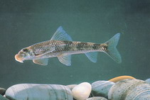 Image of Platysmacheilus exiguus 