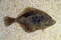 Image of Platichthys flesus (European flounder)