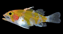 Image of Plectranthias garrupellus (Apricot bass)