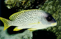 Image of Plectorhinchus gaterinus (Blackspotted rubberlip)