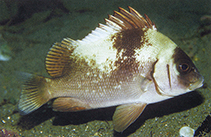 Image of Plectorhinchus gibbosus (Harry hotlips)