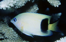 Image of Plectroglyphidodon johnstonianus (Johnston Island damsel)