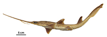 Image of Pliotrema kajae (Kaja’s sixgill sawshark)