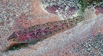 Image of Pleurosicya labiata (Barrel-sponge ghostgoby)