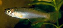 Image of Plataplochilus loemensis (Loeme lampeye)