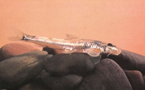 Image of Platysmacheilus longibarbatus 