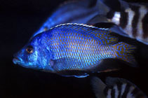 Image of Placidochromis milomo (Super VC-10 hap)