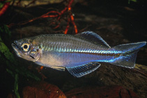 Image of Plataplochilus miltotaenia (Red striped lampeye)