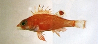 Image of Plectrogenium nanum 