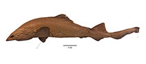 Image of Planonasus parini (Dwarf False Catshark)