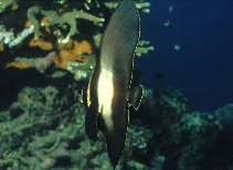 Image of Platax pinnatus (Dusky batfish)