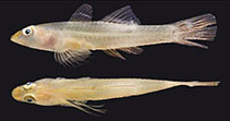 Image of Pleurosicya plicata (Plicata ghost goby)