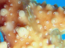 Image of Pleurosicya prognatha (Folded ghostgoby)