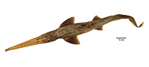 Image of Pliotrema warreni (Warren’s sixgill sawshark)