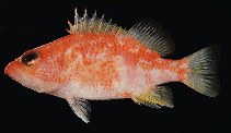 Image of Plectranthias wheeleri (Spotted perchlet)