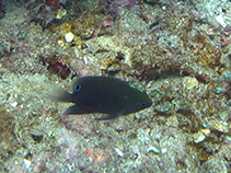 Image of Pomacentrus adelus (Obscure damsel)