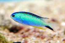 Image of Pomacentrus alleni (Andaman damsel)