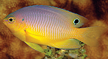 Image of Pomacentrus andamanensis 