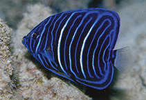 Image of Pomacanthus annularis (Bluering angelfish)