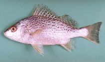 Image of Pomadasys argenteus (Silver grunt)