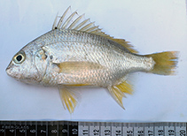 Image of Pomadasys argyreus (Bluecheek silver grunt)