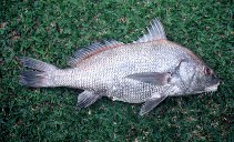 Image of Pogonias cromis (Black drum)